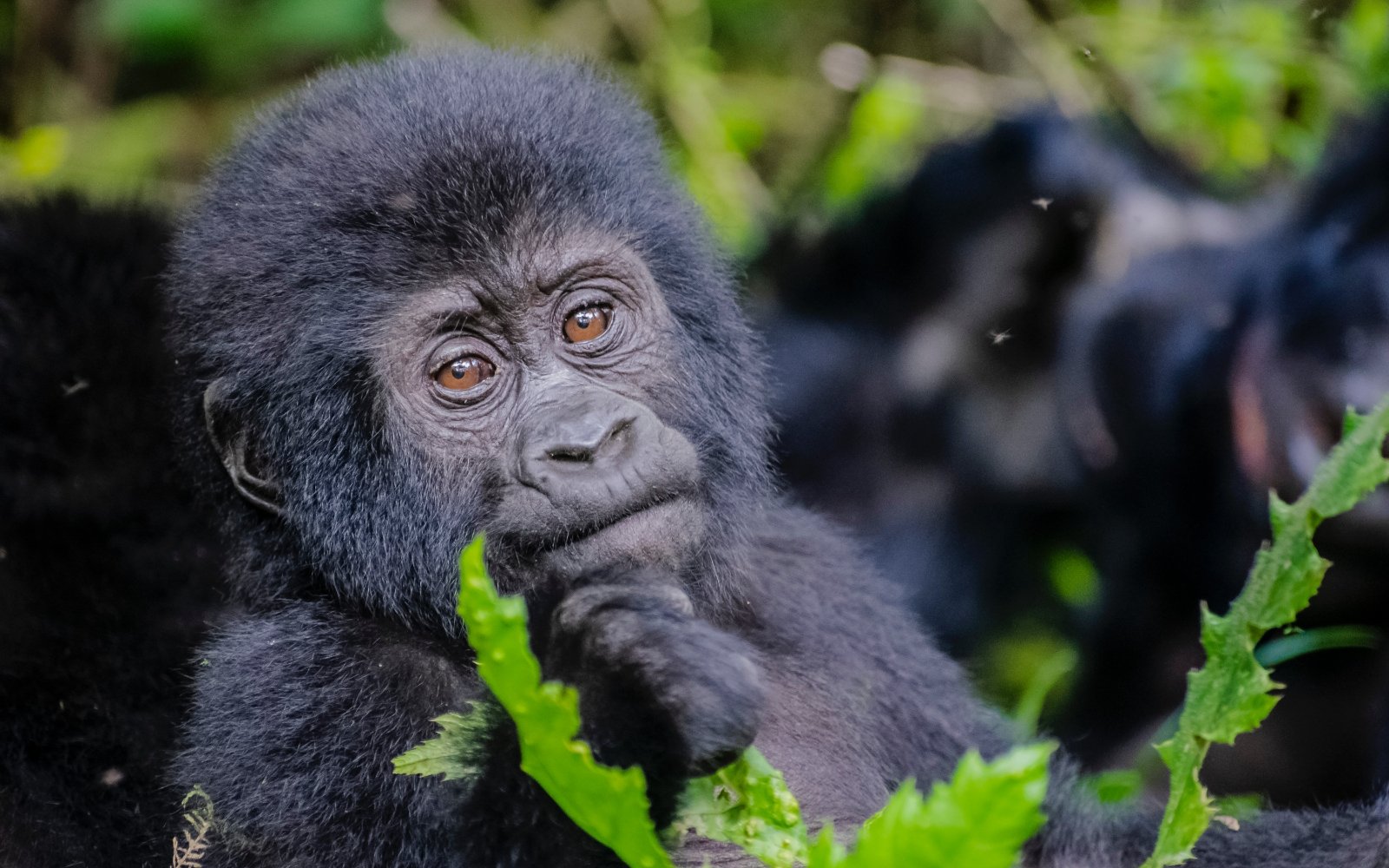 8-Day Uganda Gorilla & Chimpanzee Safari