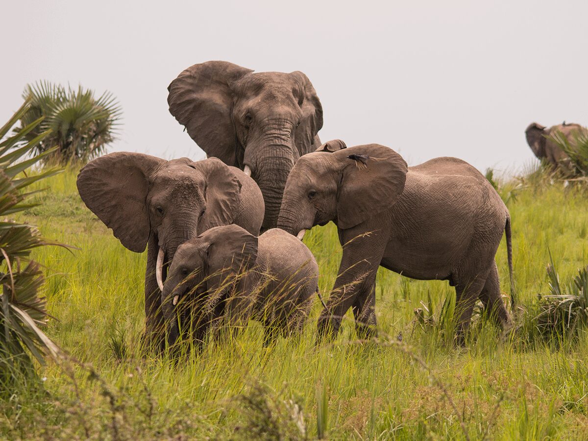 8 Days Uganda Family Safari