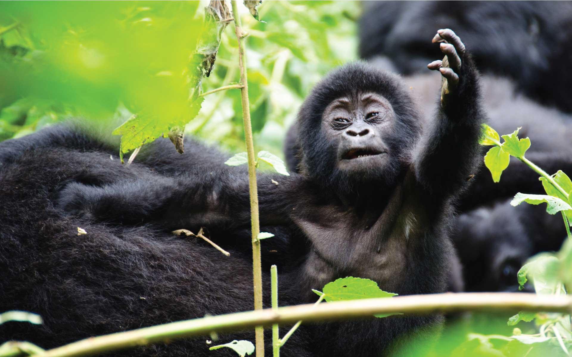 8 Days Uganda & Rwanda Family Safari