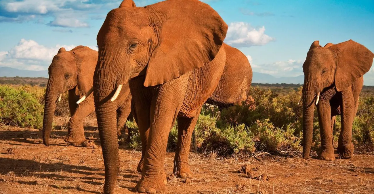 8 Days Uganda & Rwanda Family Safari