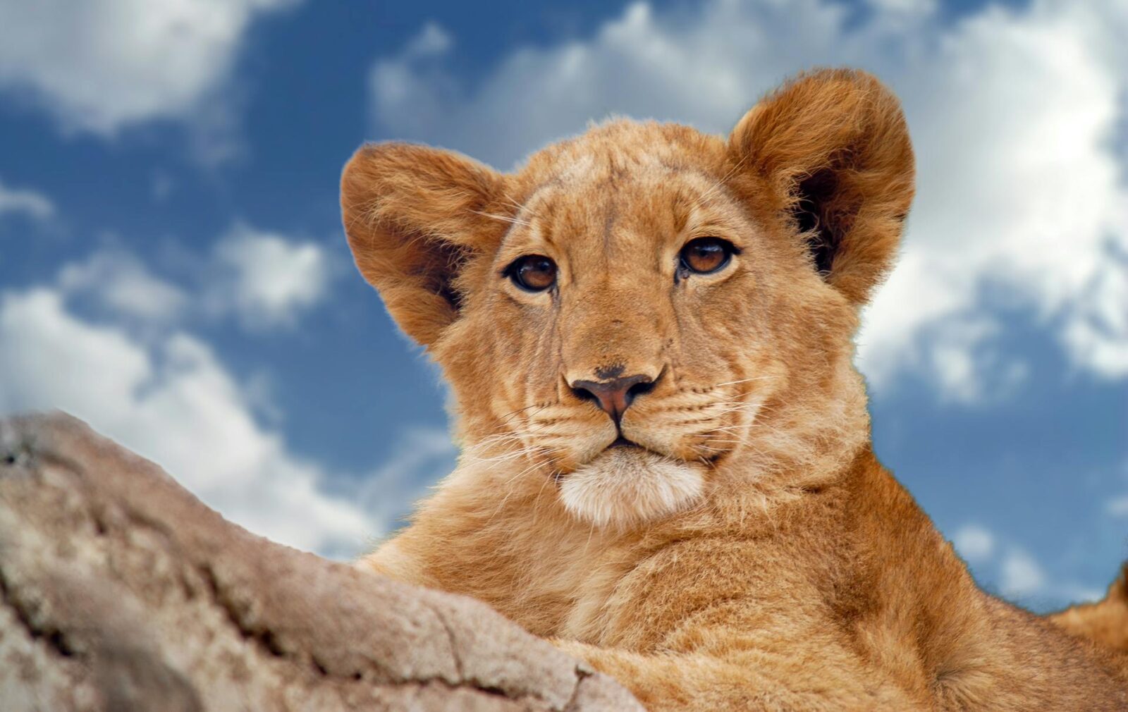 9-Day Uganda Highlands & Gorilla Trekking Safari
