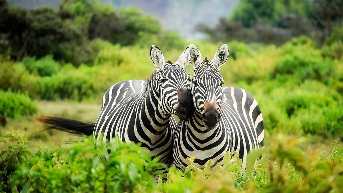 9-Day Uganda Highlands & Gorilla Trekking Safari