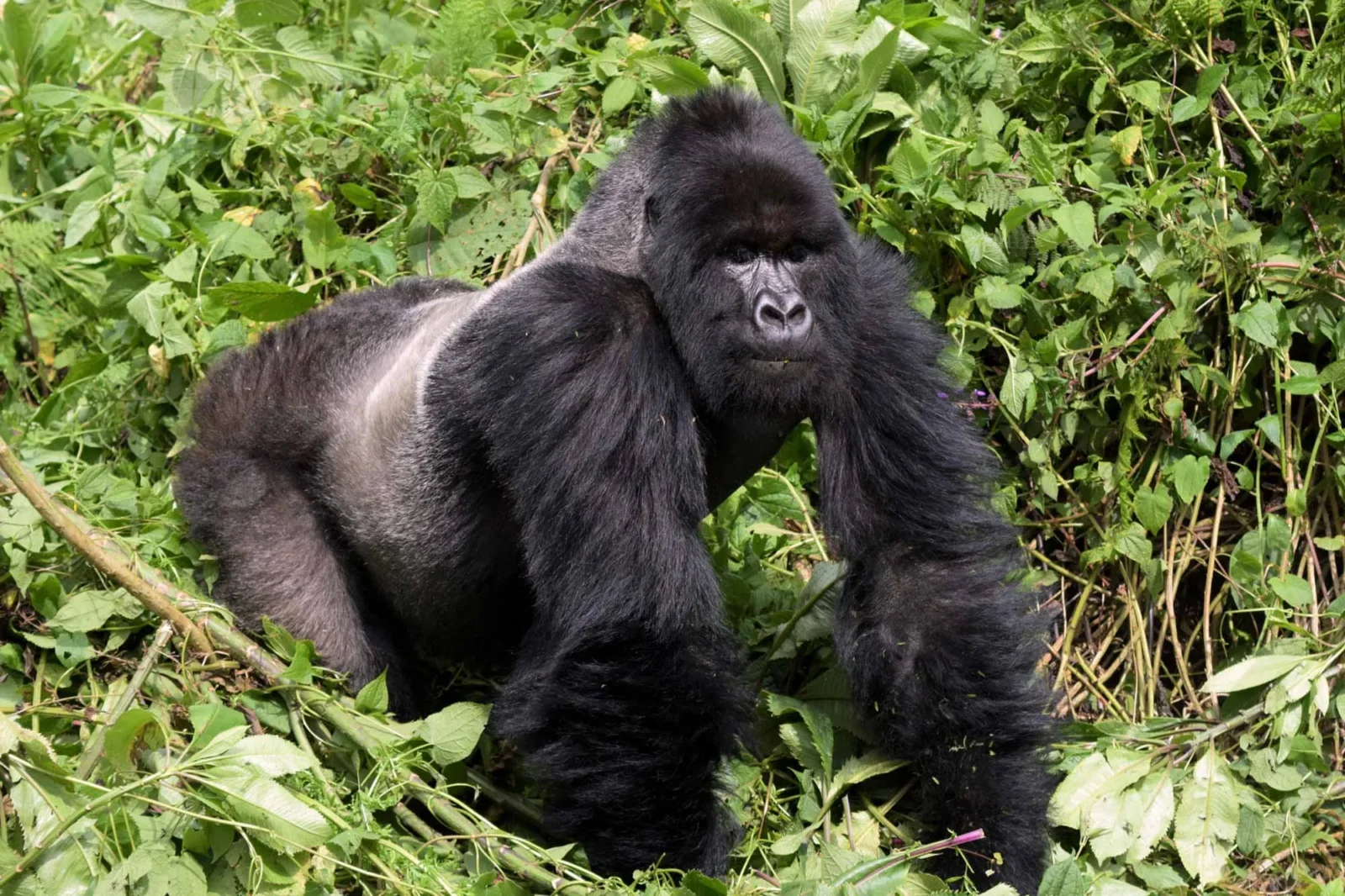 9-Day Uganda Highlands & Gorilla Trekking Safari