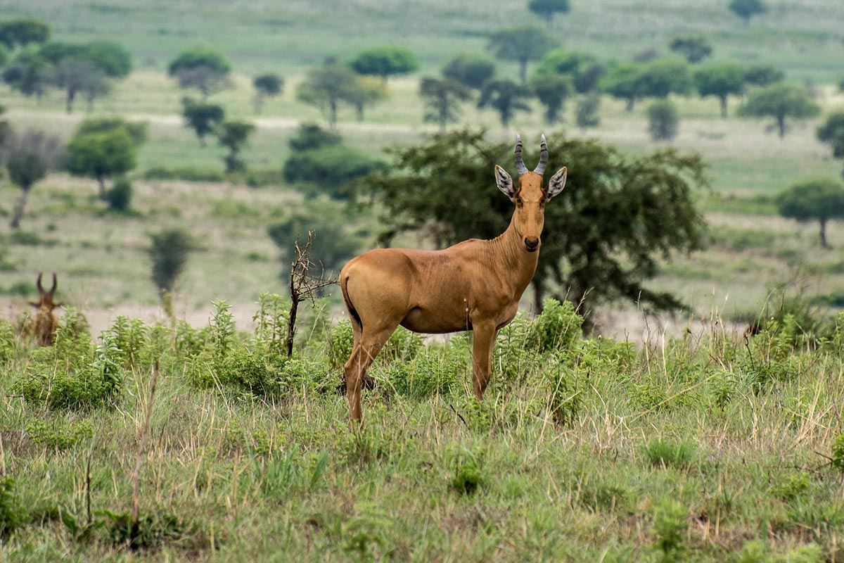 9 Days Uganda Cultural & Safari Journey
