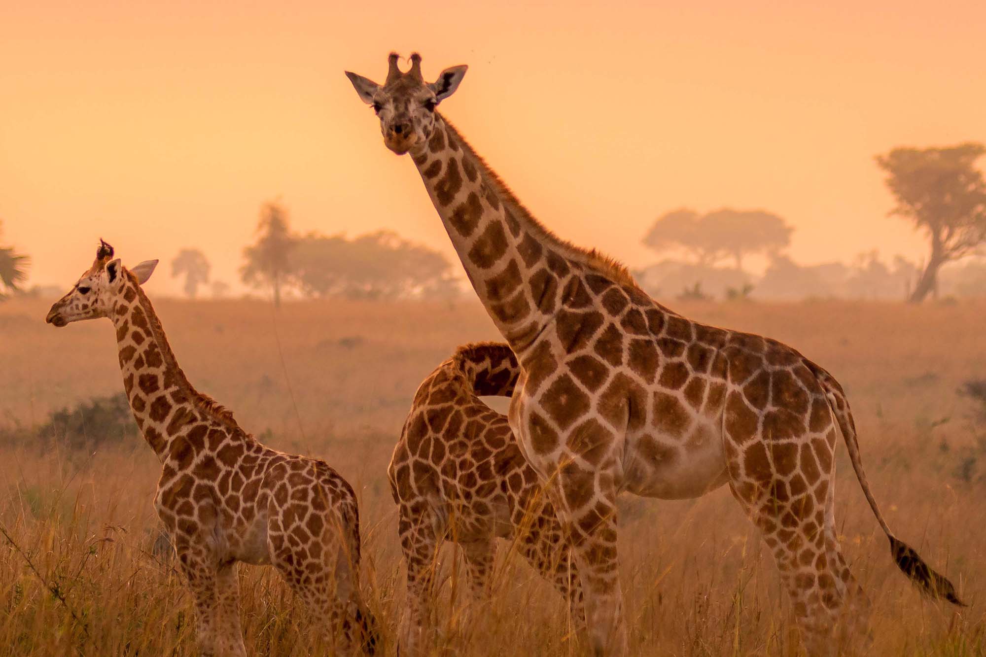 9 Days Uganda Cultural & Safari Journey