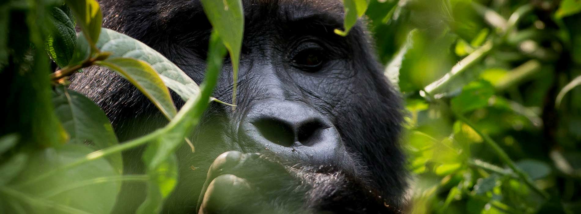 9 Days Uganda & Rwanda Adventure Safari