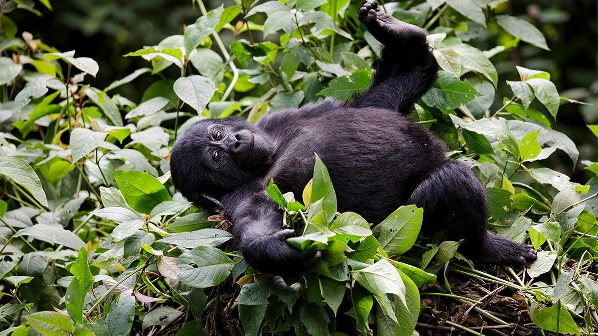 9 Days Uganda & Rwanda Primate Safari 1 9 Days Uganda & Rwanda Primate Safari