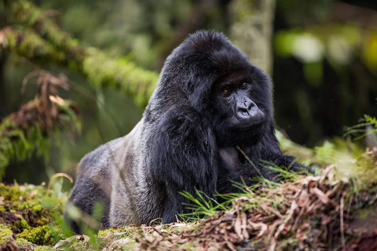 9 Days Uganda & Rwanda Primate Safari 2 9 Days Uganda & Rwanda Primate Safari