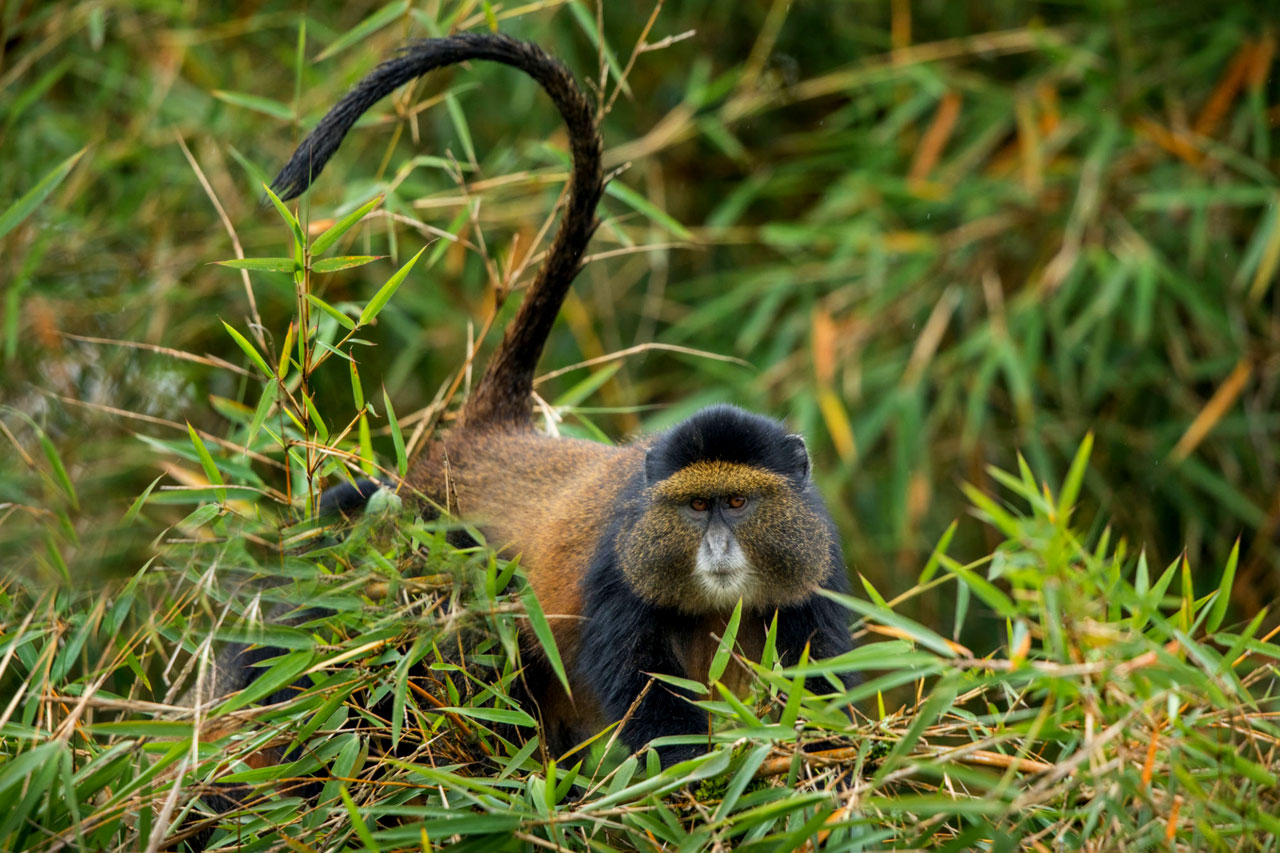 9 Days Uganda & Rwanda Primate Safari 3 9 Days Uganda & Rwanda Primate Safari