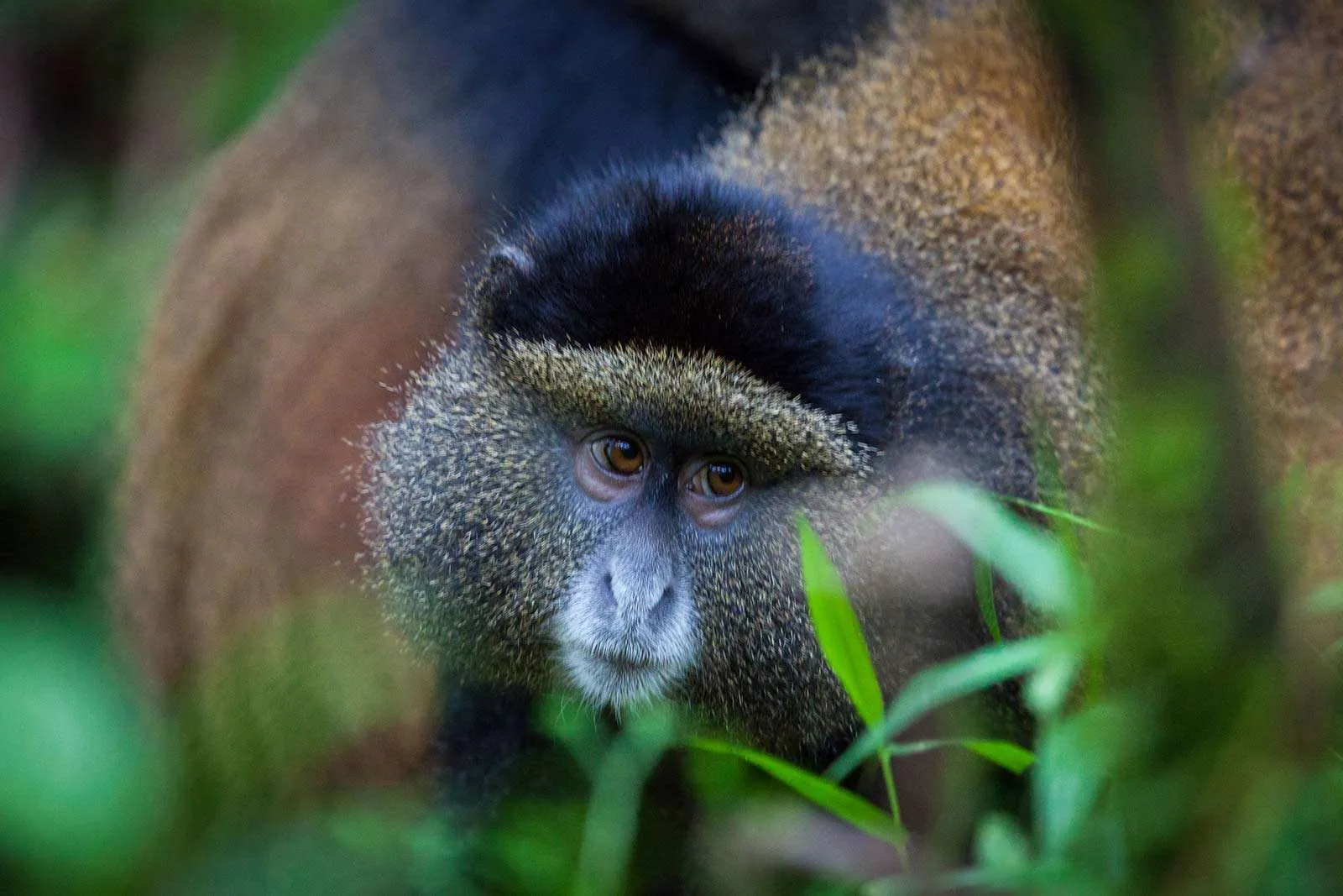 9 Days Uganda & Rwanda Primate Safari 9 Days Uganda & Rwanda Primate Safari