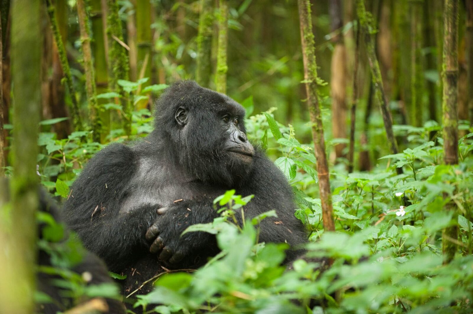Best Gorilla Trekking Locations