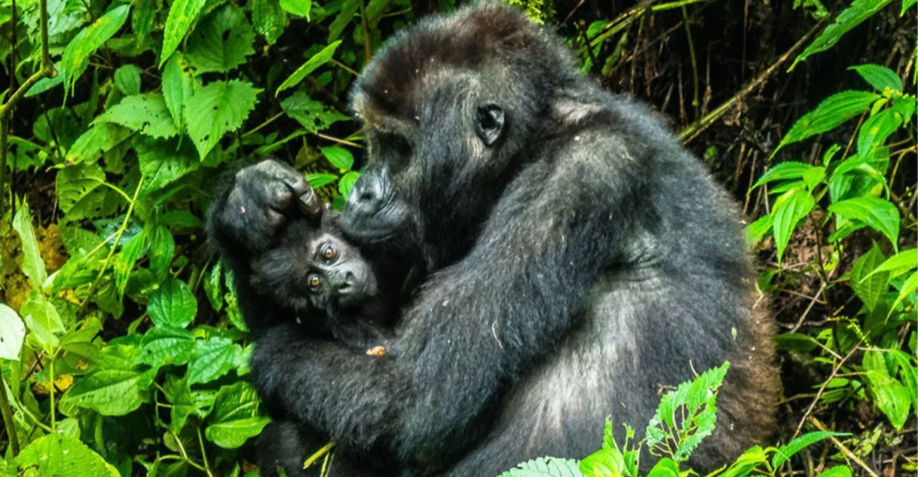 Best Gorilla Trekking Locations
