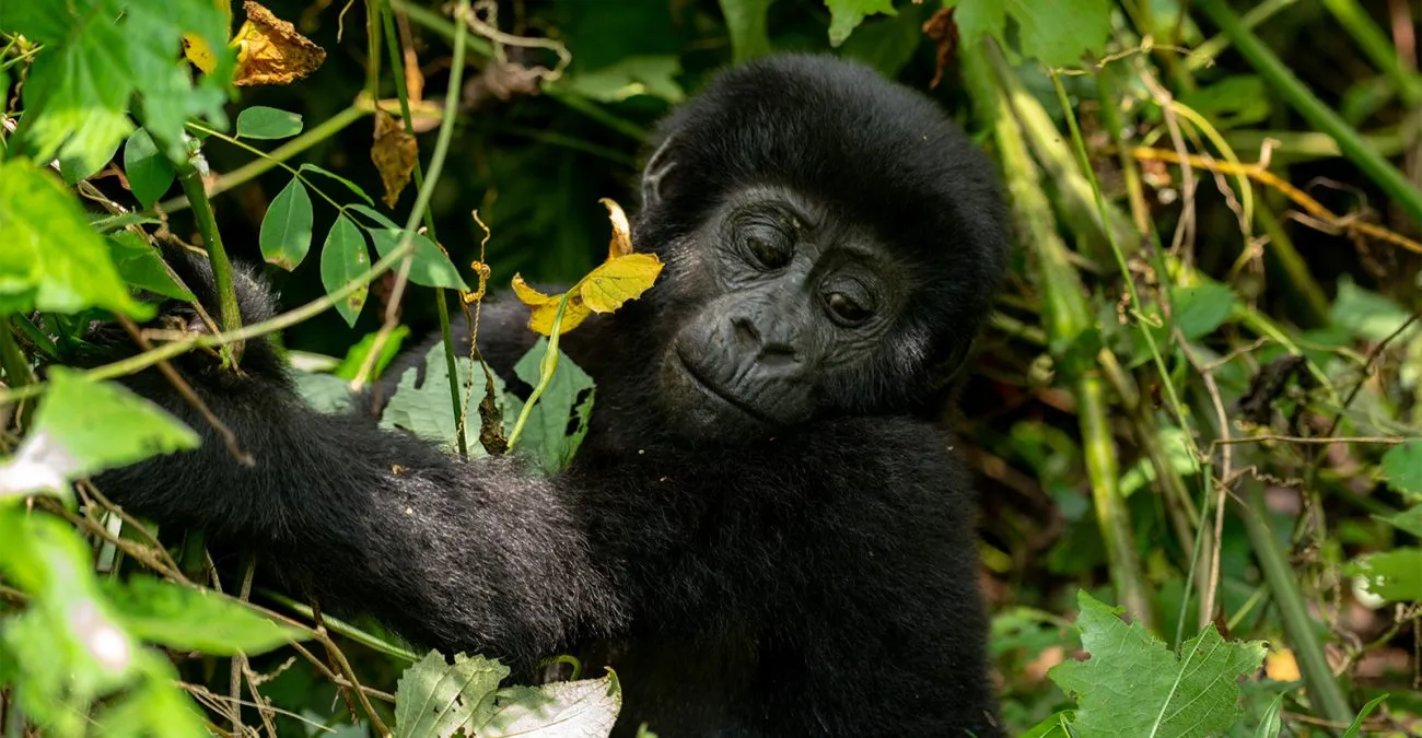 Best Gorilla Trekking Locations