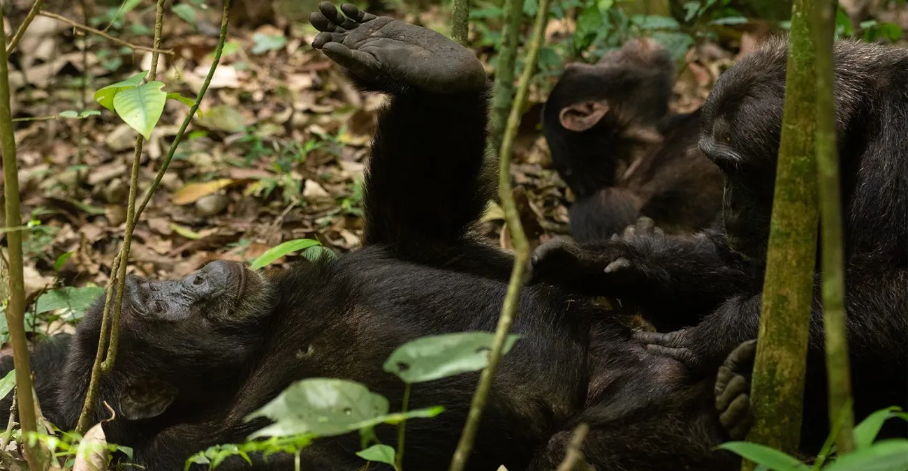 Chimpanzee Trekking 1 Chimpanzee Trekking