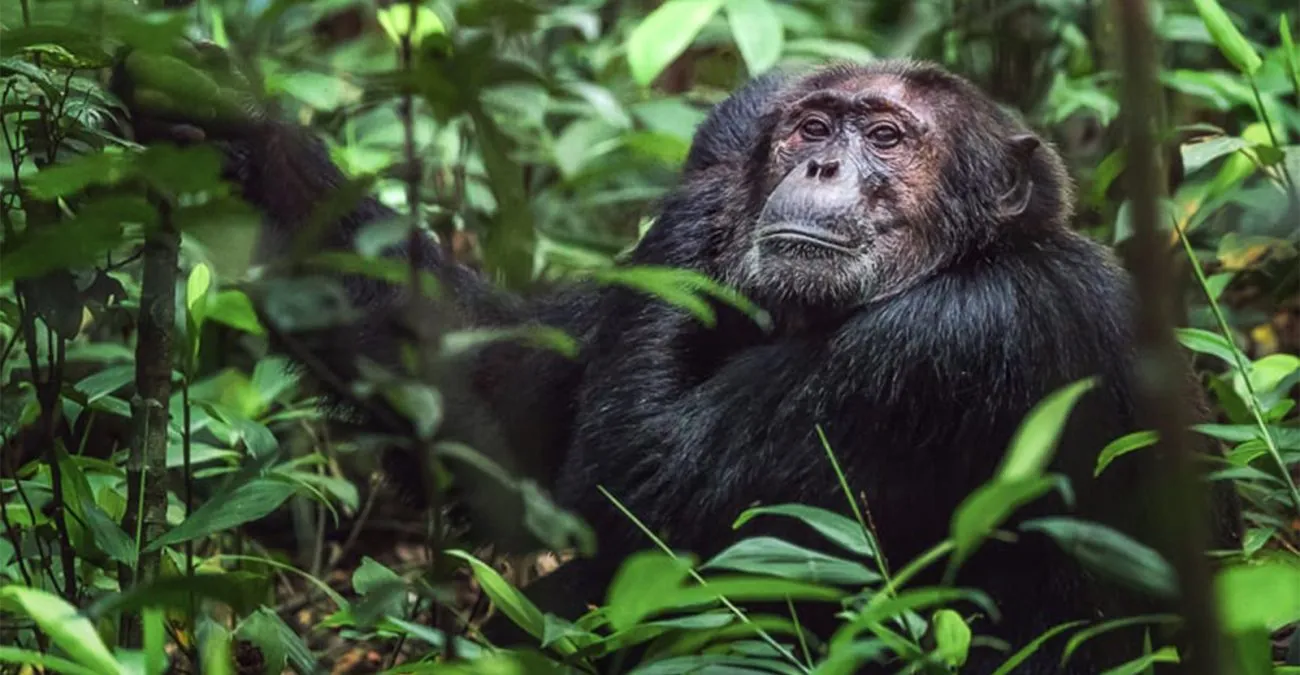 Chimpanzee Trekking 3 Chimpanzee Trekking