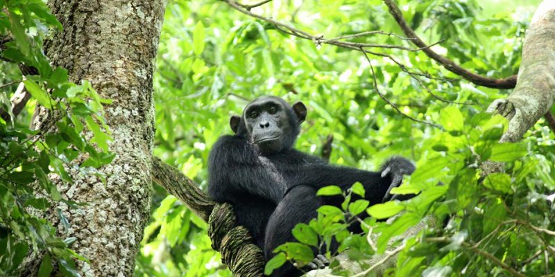 Chimpanzee Trekking Chimpanzee Trekking