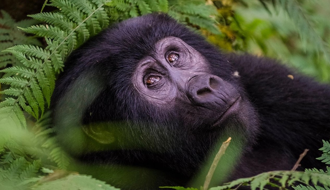 Combining Gorilla Trekking with Other Activities