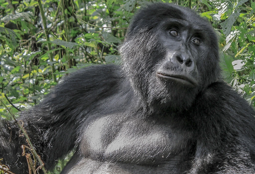 Combining Gorilla Trekking with Other Activities