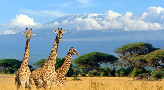 East Africa Safaris