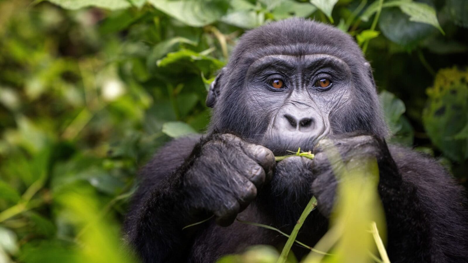Gorilla Tours