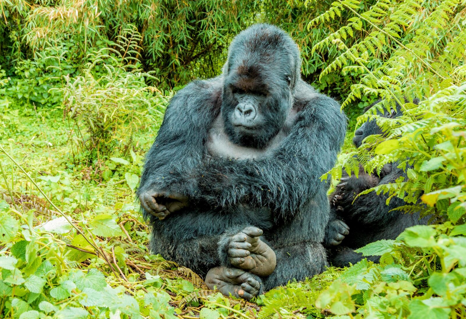 Gorilla Trekking Frequently Asked Questions