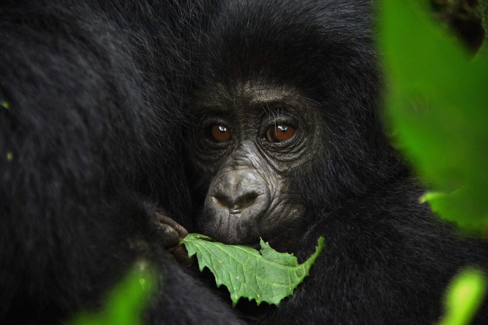 Gorilla Trekking Frequently Asked Questions