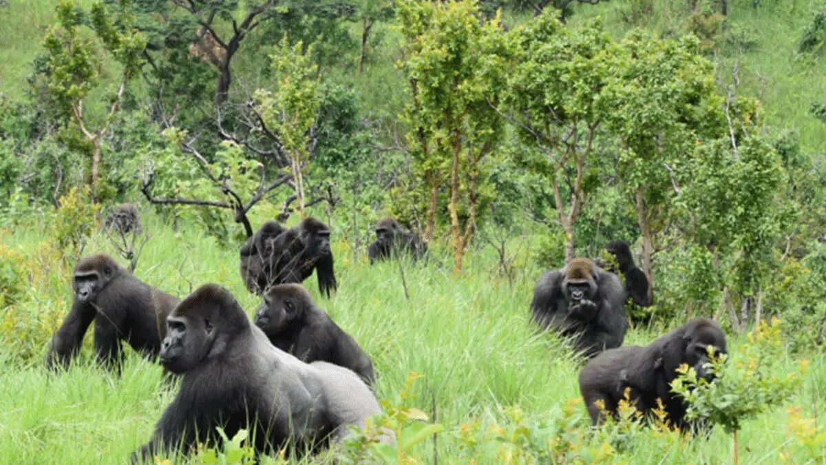 Gorilla Trekking Frequently Asked Questions