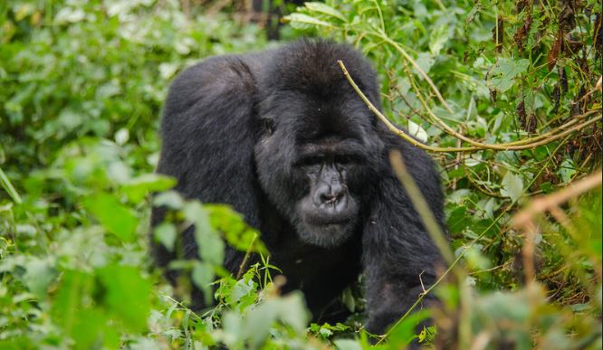 Gorilla Trekking Frequently Asked Questions