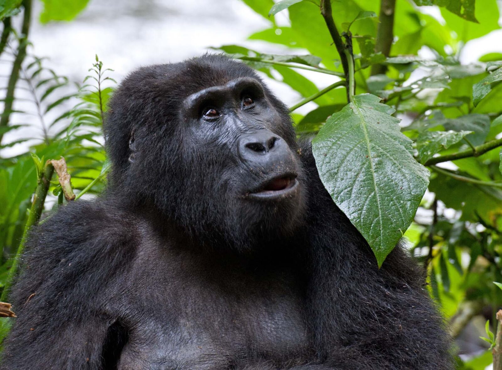 Gorilla Trekking Permits and Costs