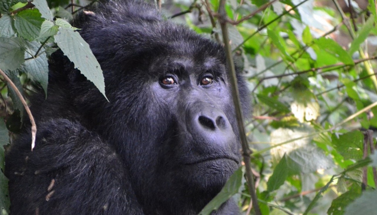 Gorilla Trekking Permits and Costs