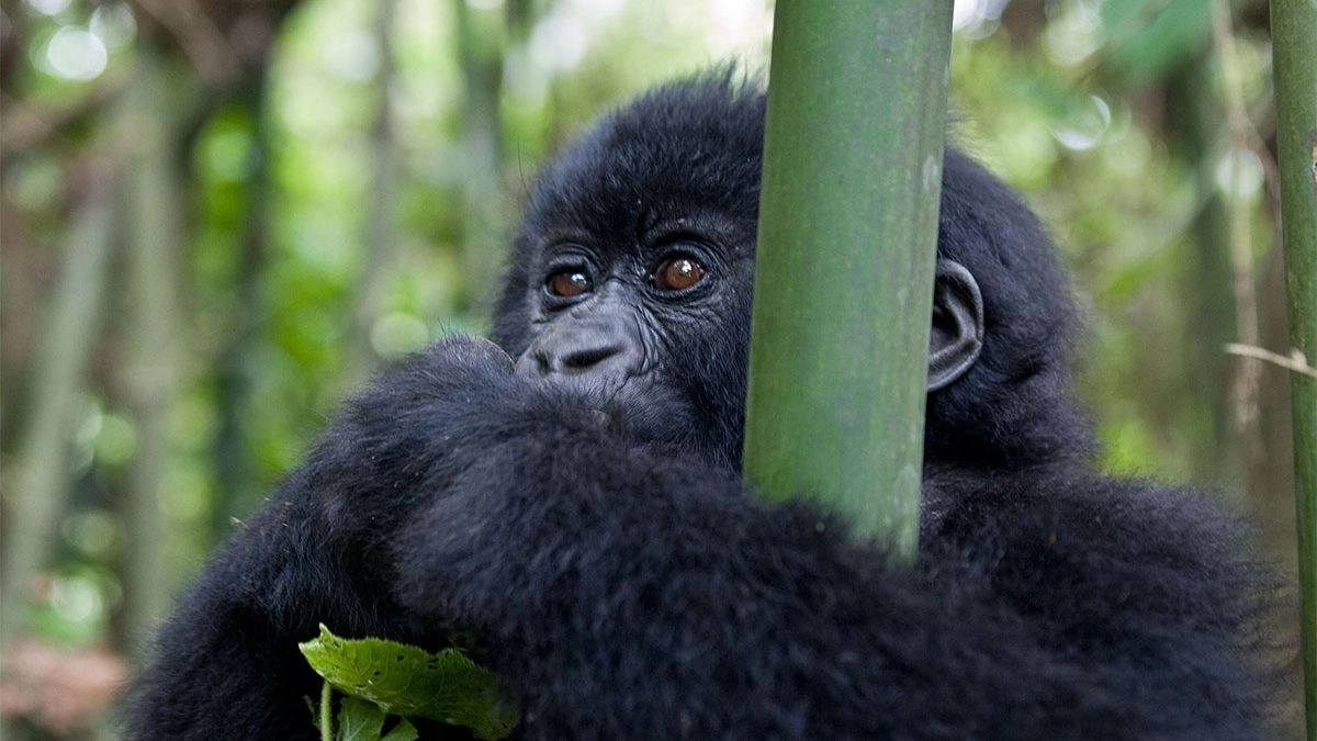 Gorilla Trekking Permits and Costs