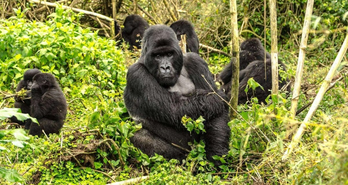 How to Prepare for Gorilla Trekking