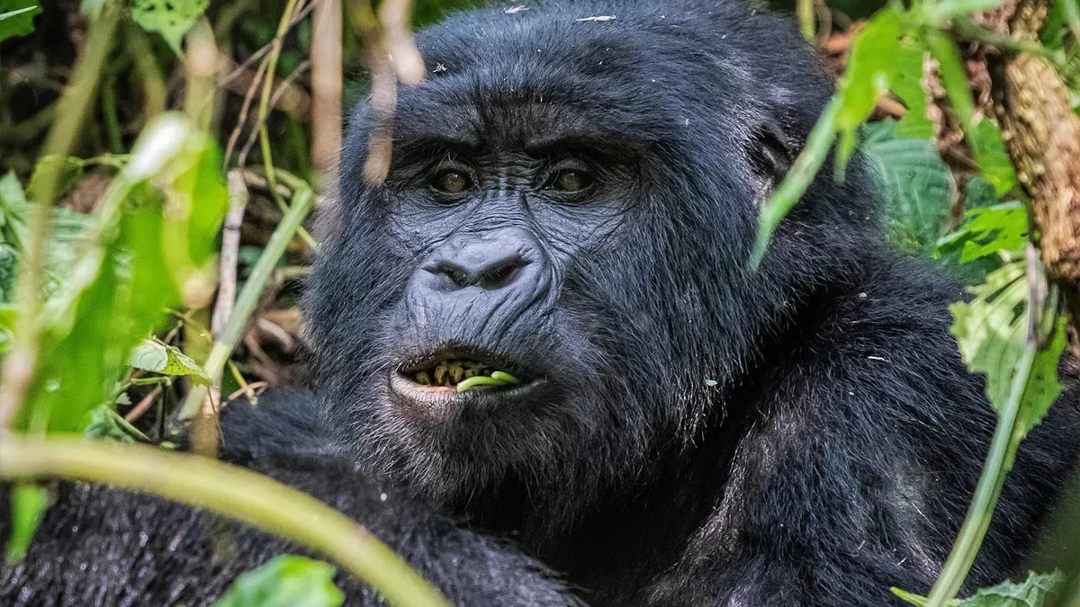 How to Prepare for Gorilla Trekking