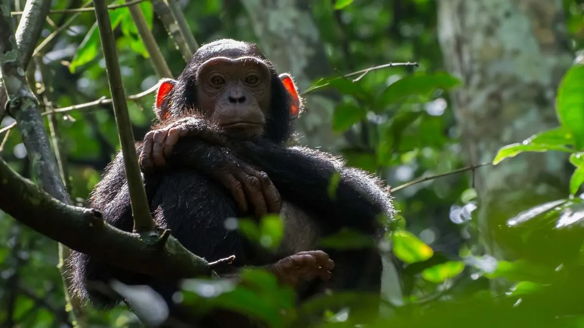 Kibale Forest National Park