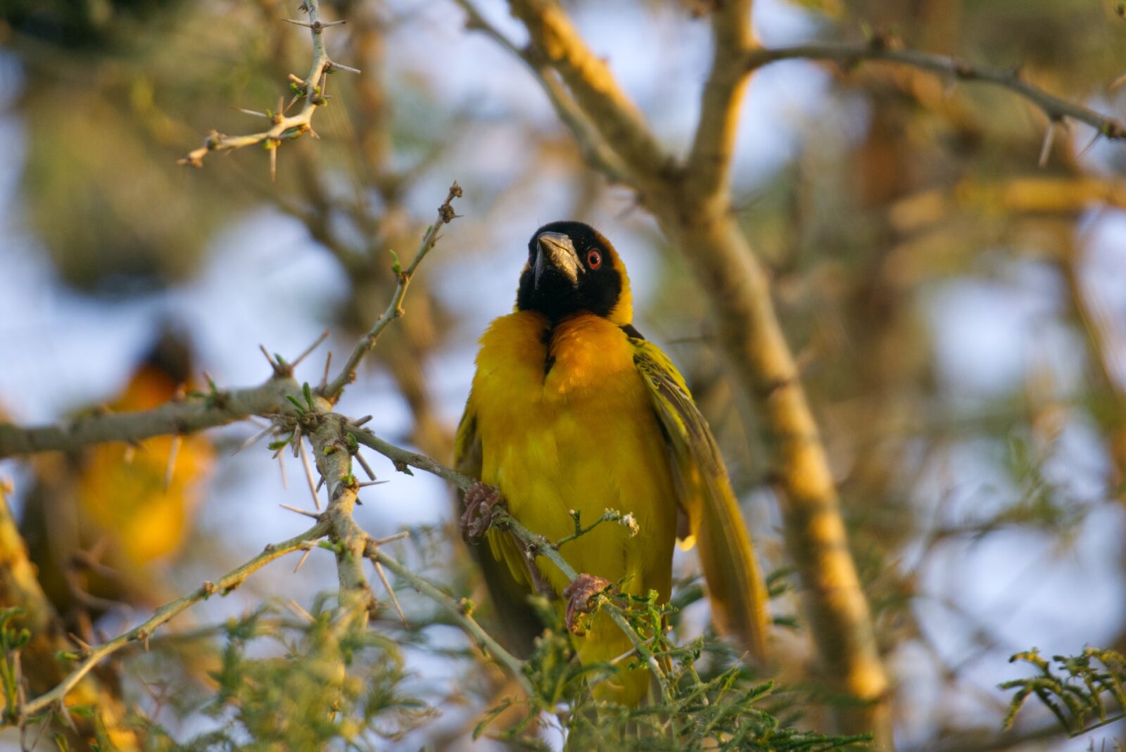 Kibale Forest National Park