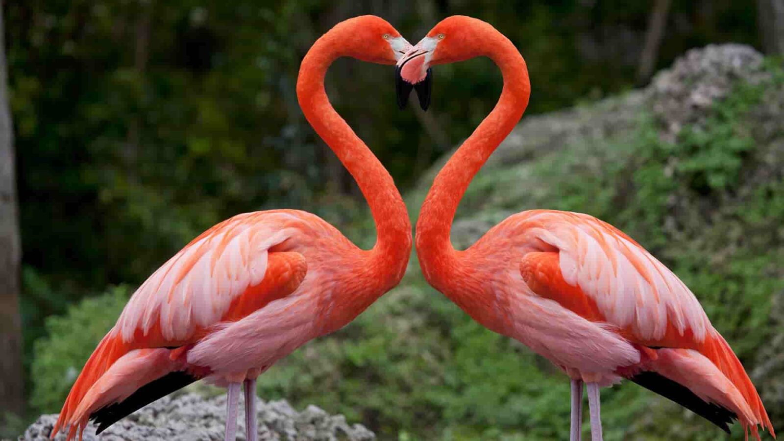 Lake Nakuru National Park