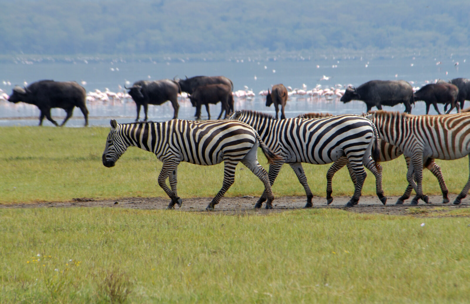Lake Nakuru National Park