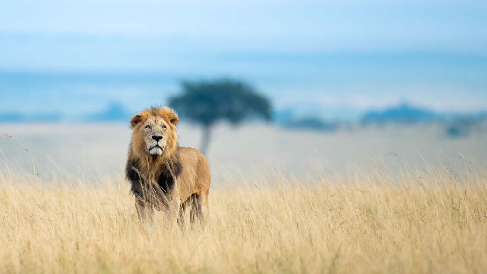 Masai Mara National Reserve