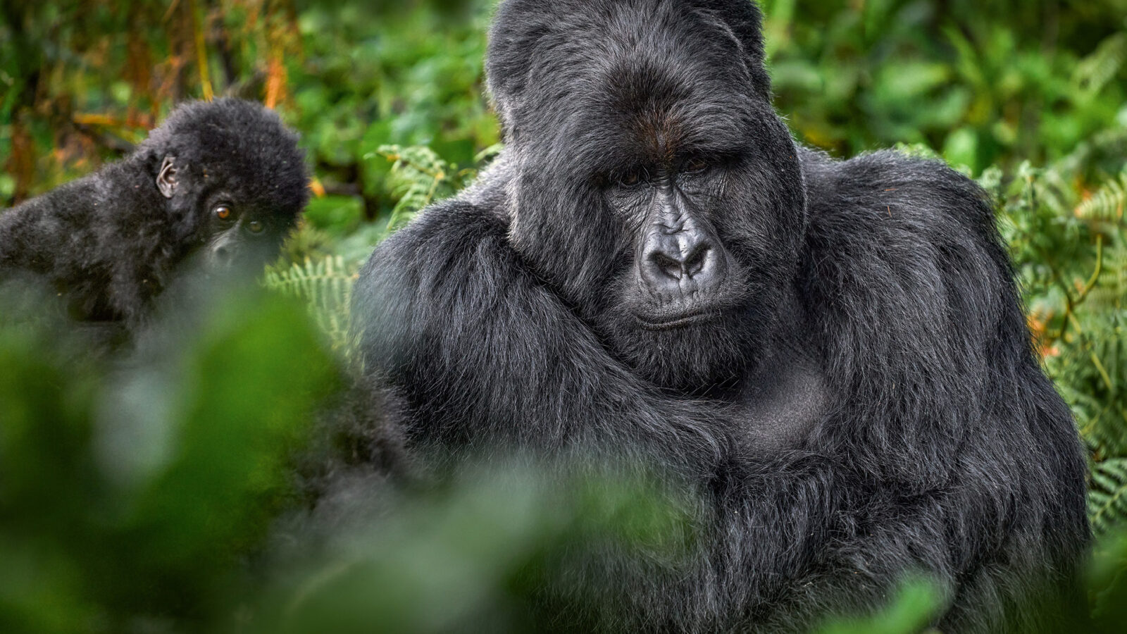 Mgahinga Gorilla National Park