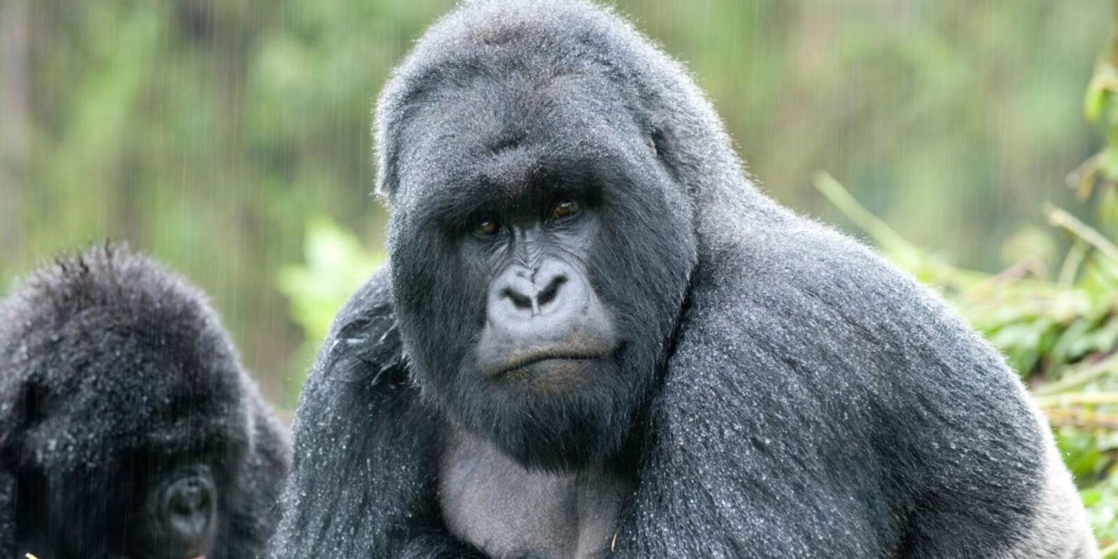 Mgahinga Gorilla National Park