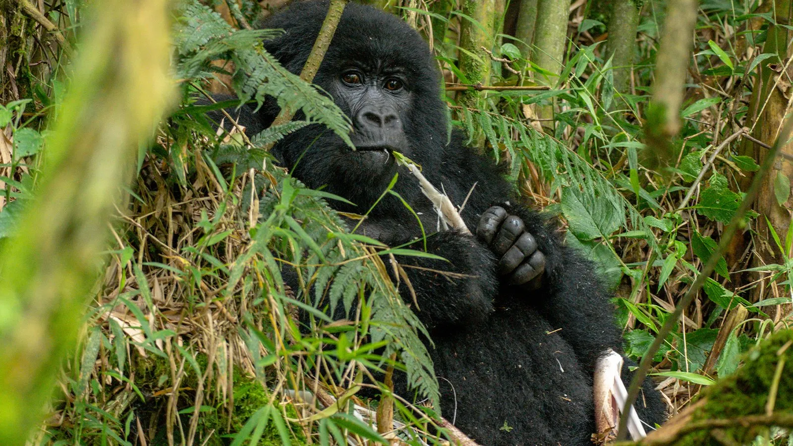 Mgahinga gorilla national park
