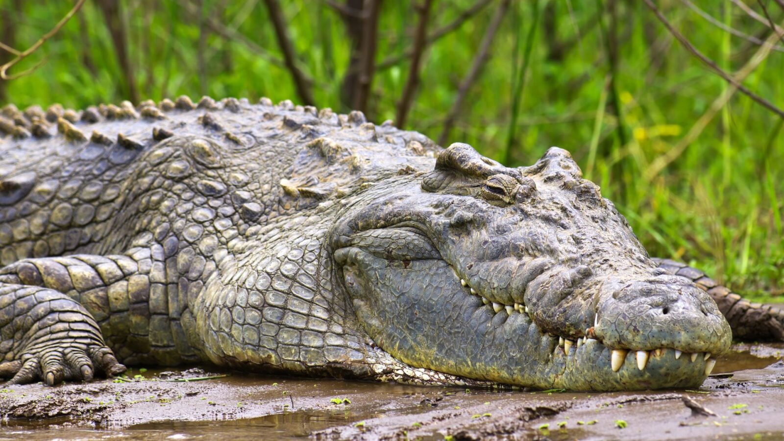 Murchison Falls National Park
