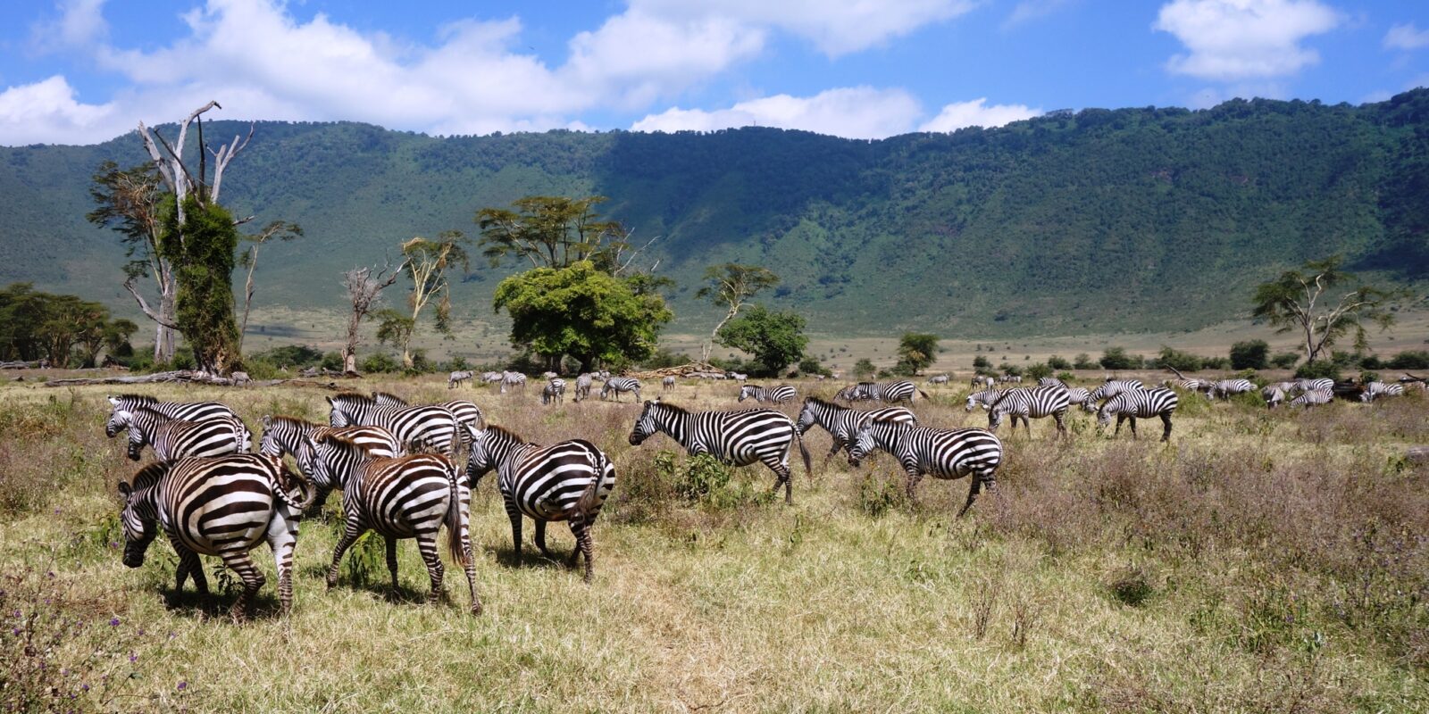 Ngorongoro Crater
