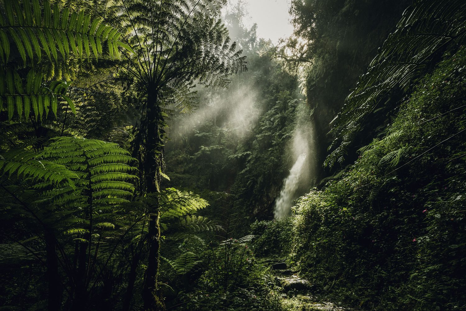 Nyungwe National Park