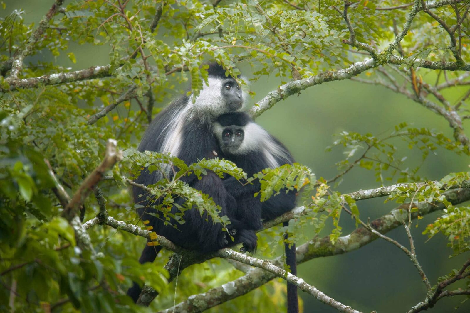 Nyungwe National Park