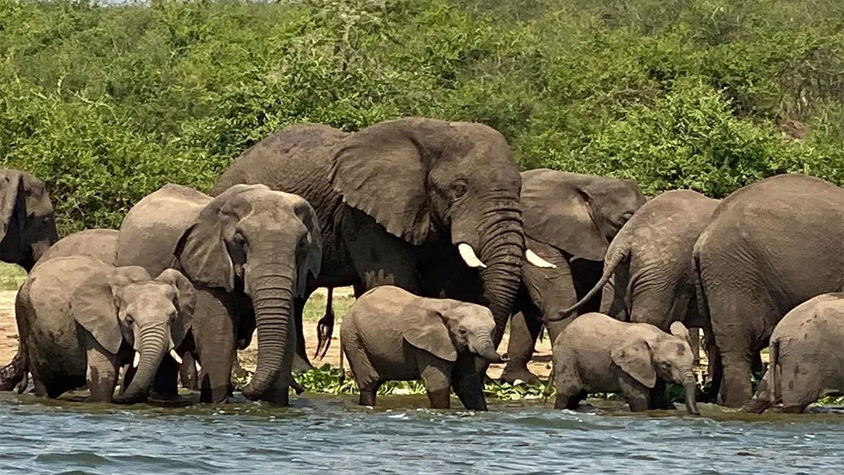 Queen Elizabeth National Park