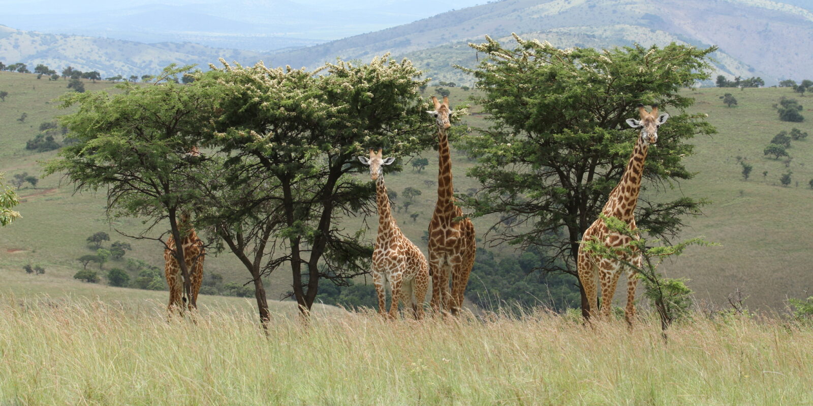 Rwanda National Parks