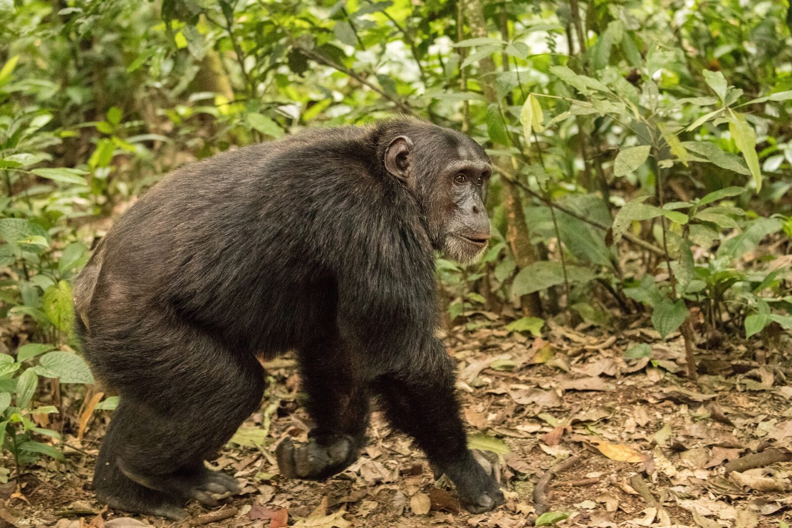 Rwanda National Parks