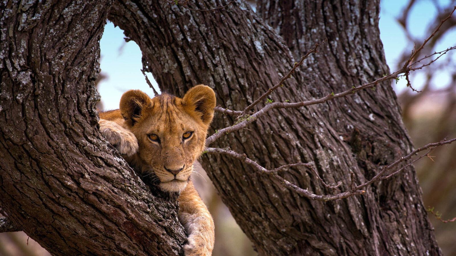 Serengeti National Park