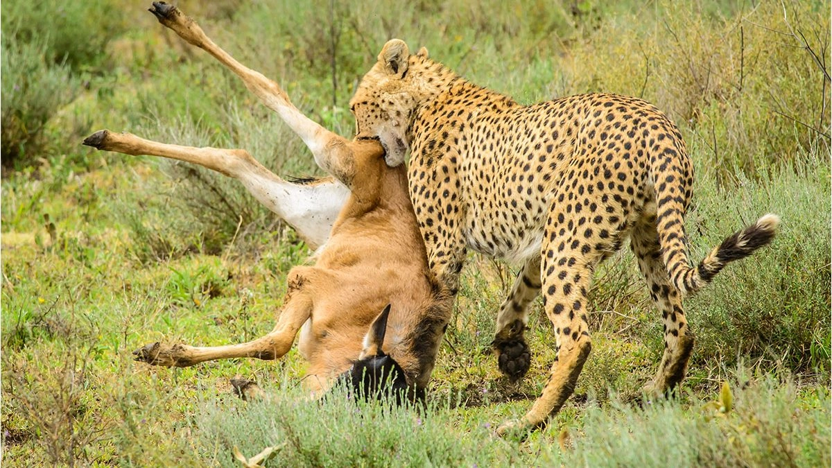 Serengeti National Park